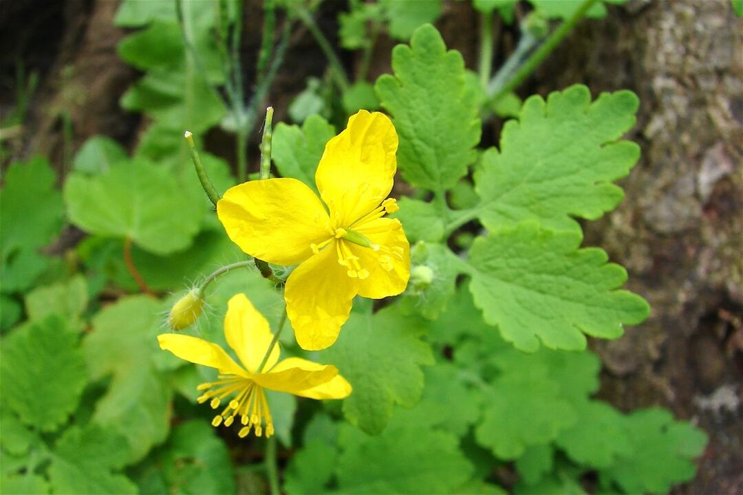 Celandine grass - an effective folk remedy for foot fungus