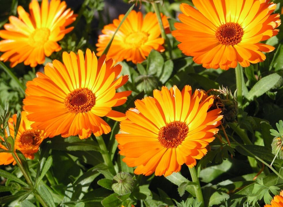 Calendula - a folk remedy to get rid of foot fungus