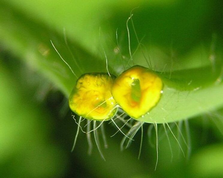 celandine for the treatment of nail fungus